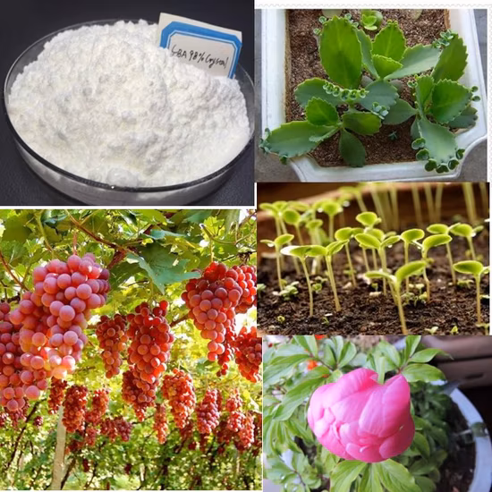 식물 성장 조절제 세라딕스 뿌리 호르몬 6